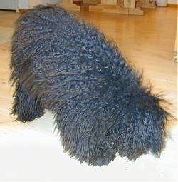 A long-curly coated, black Puli is standing on a hardwood floor and it is looking down.