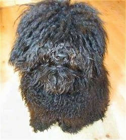 Close up head and upper body shot - A curly-coated, black Puli is sitting on a hardwood floor and it is looking up.