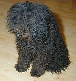 Top down view of a long curly coated black Puli dog that is sitting on a hardwood floor and it is looking down and to the left.
