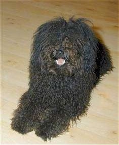 Front view - A black Puli is laying across a hardwood floor and it is looking to the left. Its mouth is open and it looks like it is smiling.