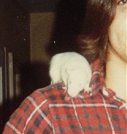 Close up - A white rat is standing on the shoulder of a person looking down towards the floor.