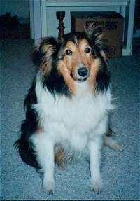 Front view - A black with tan and white Shetland Sheepdog is sitting on a carpet and it is looking forward.