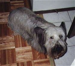 Top down view of a long haired, grey with black Skye Terrier that is standing on a wood tiled floor and it is looking up.
