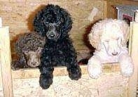 Three Standard Poodle puppies jumped up against the side of a wooden box. One dog is brown, one is black and the last puppy is white.
