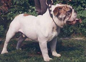 The front right side of a white with red Victorian Bulldog that is standing across a grass surface, it is looking to the right, its mouth is open and its tongue is sticking out. It has a big wrinkly head and wide body.