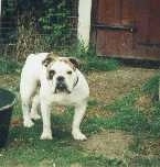 A thick, muscular wide, white with brown Victorian Bulldog is standing in patchy grass and it is looking forward.