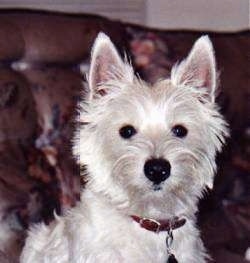 Close up head and upper body shot - A West Highland White Terrier is sitting on a brown leather couch and it is looking forward.