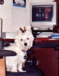 The right side of a West Highland White Terrier that is sitting on a computer chair and looking forward.
