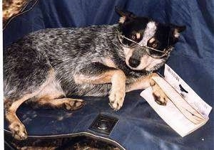 A dog is laying on a blue covering on a couch. One of its paws are on a book. It is wearing reading glasses.