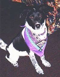 A black and white ticked Australian Cattle Dog/Border Collie mix is sitting on a dark purple carpet in front of a colorful bed. It is wearing a purple bandana.