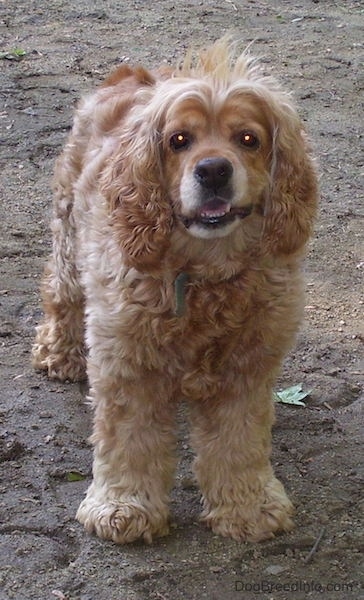 A tan American Cocker Spaniel dog that has long with hair sticking up. Is standing in dirt, it is facing forward and its bottom teeth showing.