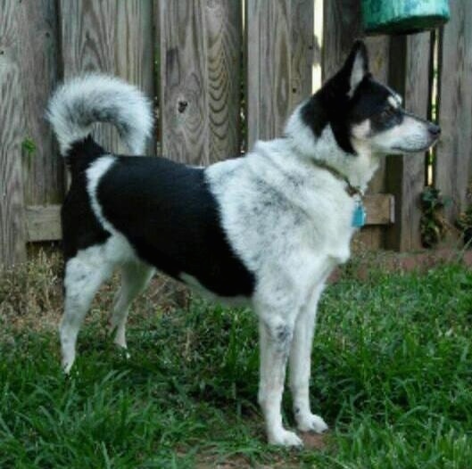 The right side of a black and white with tan American Eagle Dog dog that is standing in a grassy yard, next to a wooden fence. Its tail is curled up over its back.