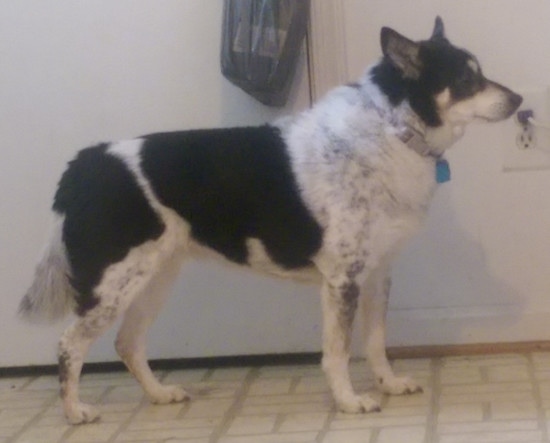 The right side of a black, white with tan American Eagle dog that is standing inside a room, next to a white wall. Its tail is hanging down next to its back legs.