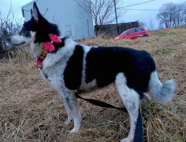 The left side of a black, white with tan American Eagle Dog that is standing on a brown grassy yard. It is wearing a pink and green bow on its collar and behind it is a white house that has a red car parked at it. 