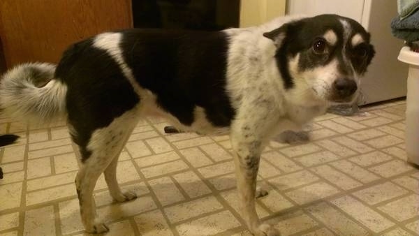 The right side of black, white with tan American Eagle Dog that is standing inside a room on a tan tiled floor. The dog is holding its body low and its ears are pinned back.