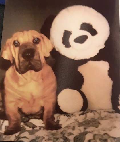 Front view of a wide chested, extra skinned, wrinkly, drop eared dog sitting down next to a panda stuffed plush toy that is larger than the dog.