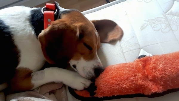 The right side of a tri-color beagle that is sleeping in front of a door and there is a plush doll in front of it.