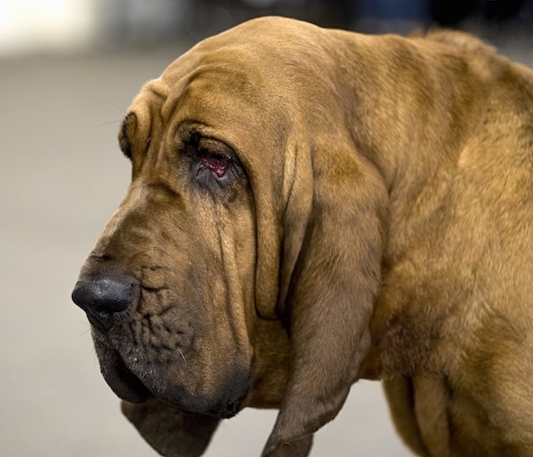 Close up head shot of a large wrinkly headed, drop eared dog with a lot of extra skin and droopy eyes.