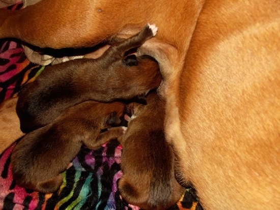 A litter of tiny Boxer puppies nursing from their tan mother. Three puppies are dark brown with black.