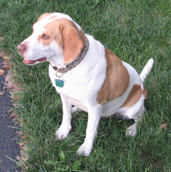 The front left side of a reddish-brown and white Brittany Beagle that is sitting on grass and it is looking ot the left.