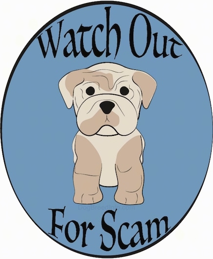 A pudgy little, muscular dog with drop ears, black eyes, a square muzzle, thick legs and a black nose sitting down on an oval background that says Watch Out For Scam