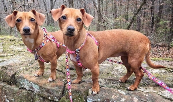 Side view of two long bodied, short legged, low to the ground reddish tan dogs with long tails, black noses and dark almond-shaped eyes wearing pink harnesses standing on a boulder-sized rock outside in the woods.