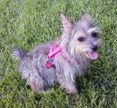 A small wiry looking gray and tan dog with perk ears wearing a hot pink harness sitting in grass looking up a the camera. The dog has dark eyes, a dark nose and a small tail and looks like its smiling.