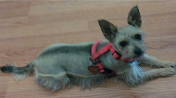 A small breed dog with its coat shaved short on its back and the top of its head and longer hair on its legs and belly and face. It has large perk ears and is laying down on a hardwood floor wearing a hot pink harness. It has dark eyes and a black nose.