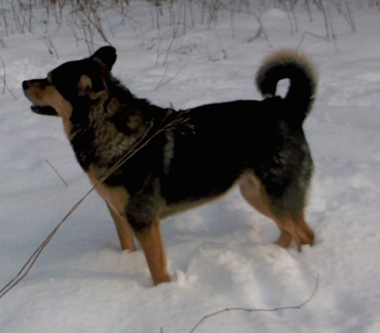 Side view of a thick-coated, large breed black and tan dog with a curl ring tail standing outside in snow facing the left