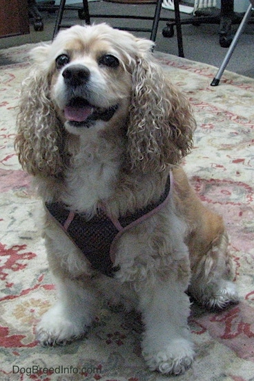 The front left side of a tan, white and blonde American Cocker Spaniel that is sitting on a rug. It is looking up and to the left, its mouth is open and its tongue is out.
