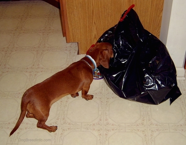A low to the ground, short legged, long-bodied, Dachshund dog with its nose in a black trash bag in a kitchen.