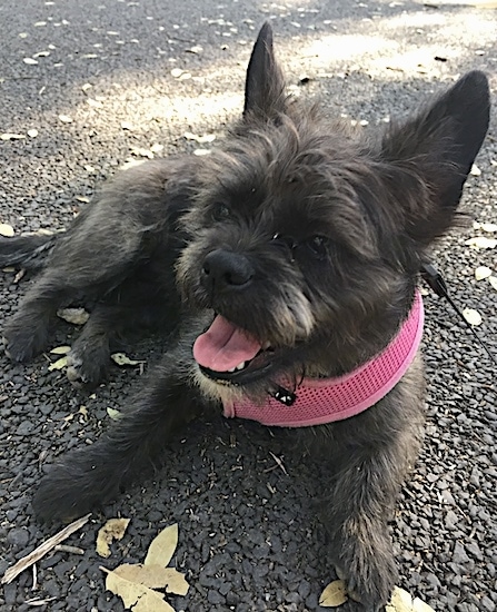A small wiry looking dog with large perk ears, dark eyes, a black nose and a pink tongue laying down on a driveway. The dog is wearing a pink harness and is looking to the left.