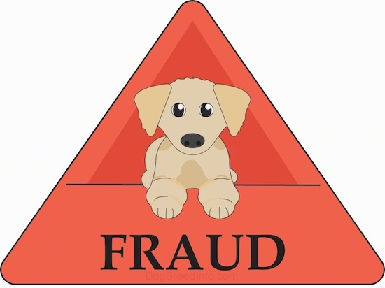 A drawn picture of a Golden Retriever puppy laying down with an orange triangle sign around it with the words Fraud under it.
