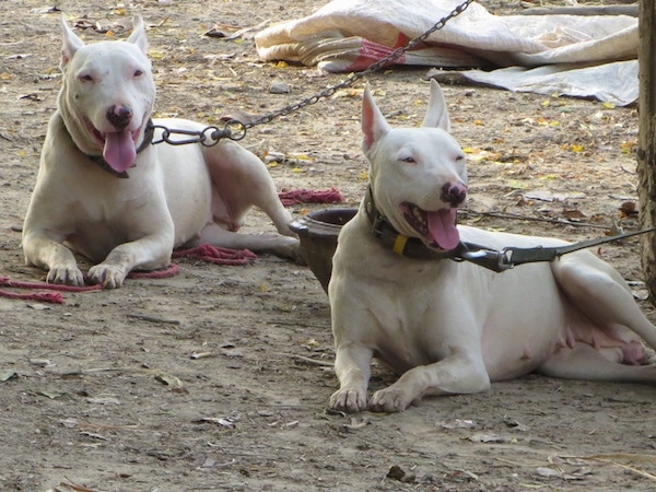 Two large breed happy looking dogs with larger perk ears and slanted eyes with pink eye rims and pink and black noses laying down in dirt tied up with chains and leashes.