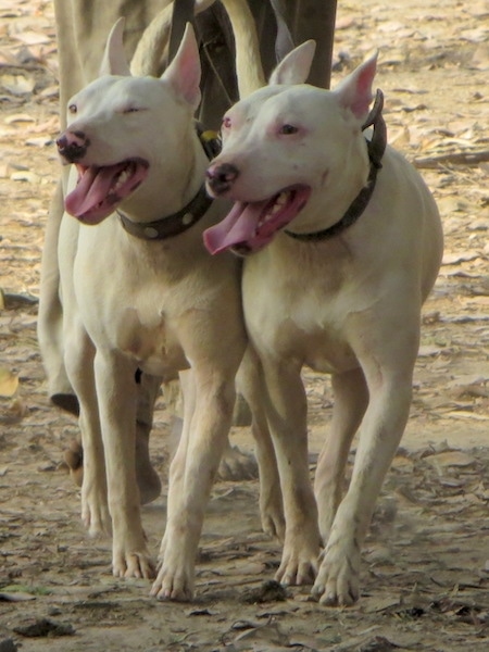 Front view of two large breed white dogs with pink eye rims and slanted eyes with large ears that stand up and pink tongues hanging out standing side by side in dirt with a man in a brown robe behind them.