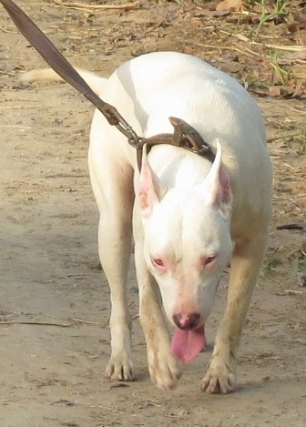 Front view of a large breed white dog with large perk ears that are slightly pinned back with pink slanted eyes walking in dirt with its head lowred looking towards the ground.