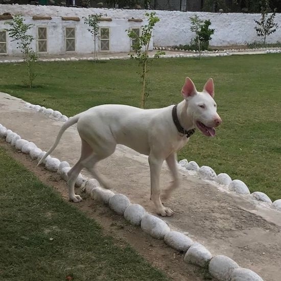 A large breed dog with big white perk ears and a long tail that is hanging down towards the ground with slanty eyes and a pink nose standing on a dirt sidewalk path with a white building behind it.