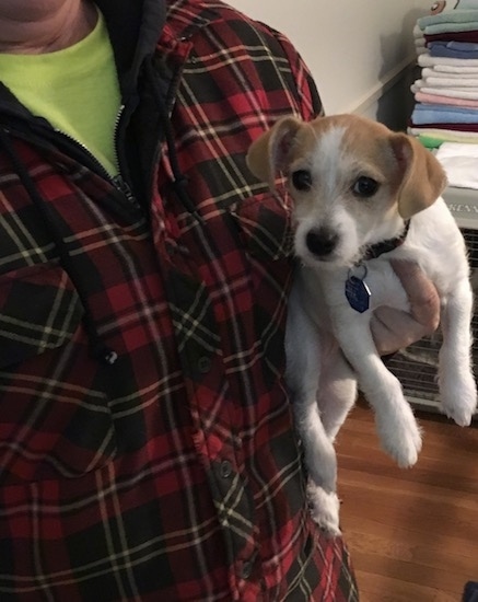 A tan with white little breed dog being held in the arms of a person wearing a red flanel shirt. The dog has wiry looking hair on its snout, small fold over ears and a black nose and dark round eyes.