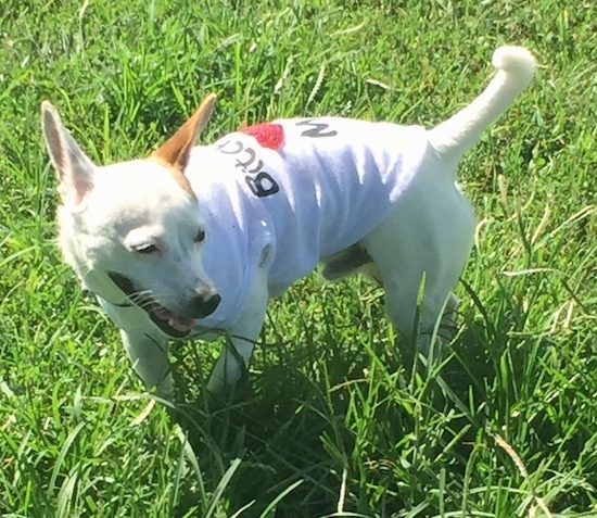 Side view - A medium-sized white dog with tan on one ear standing in grass wearing a white shirt. The dog has a long body, a long tail that is up and curved to the side, a pointy snout and large perk ears.