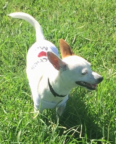 Front view - A medium-sized white dog with tan on one ear standing in grass wearing a white shirt with a red heart on it. The dog has a white tail that is up and curved to the left side, a pointy snout, a black nose, black lips and a wide forehead with large perk ears that are set wide apart and slightly pinned back.