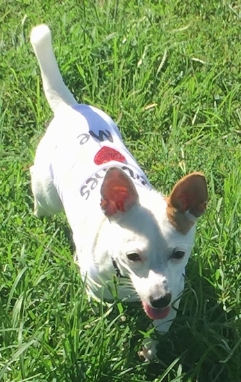 Top view looking down at a medium-sized white dog with one tan right ear standing in grass wearing a white shirt with a red heart on it. The dog has a white tail that is up curved over its back, a pointy snout, a black nose, dark almond shaped eyes, and very large perk ears. Its pink tongue is showing.