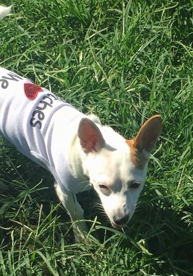 Side view looking down at a medium-sized white dog with one tan ear standing in grass wearing a white shirt with a red heart on it. The dog has a small pointy snout, a black nose, dark almond shaped eyes, white whiskers and very large perk ears.