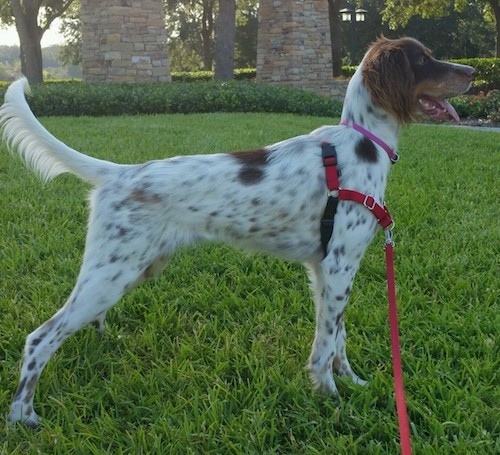 Side view of a white and brown ticked dog with tan on his muzzle, a dark nose and a long fringe tail standing in grass facing the right wearing a red harness that is connected to a leash