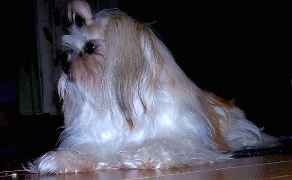 A small dog with very long flowing white hair laying down on the floor with a band in her top knot holding the hair out of her eyes