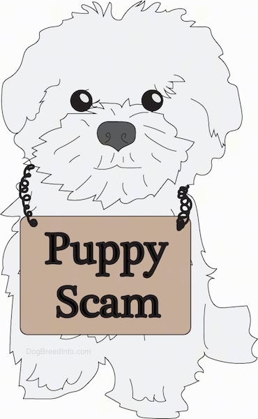 A drawling of a cute little Maltese puppy sitting down with a brown sign that reads 'Puppy Scam' around its neck.