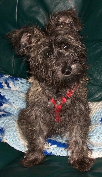 A wiry looking dark brown brindle dog with ears that stand up and fold over at the tips sitting on a blue afghan knit blanket wearing a red harness. The dog has a black nose and round dark eyes.
