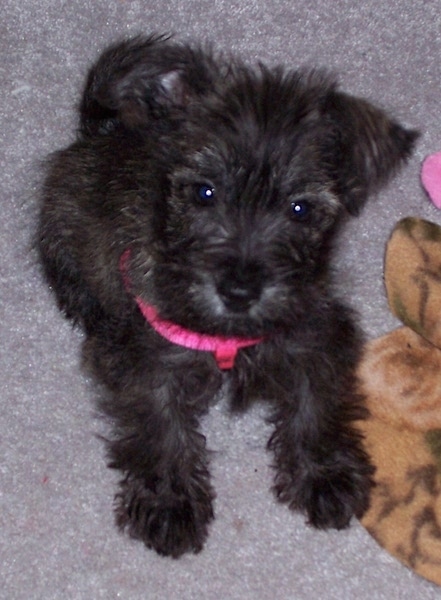 A fluffy little dark brown brindle puppy laying down on a tan carpet wearing a hot pink harness. It has a dark nose and dark round eyes. Its one ear is flopped over and the other ear is up and out to the side. There are dog toys next to it.