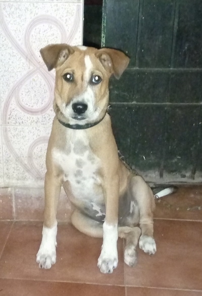 Front view - A tan with white dog that has a black nose, black lips and dark eyes with small fold-over v-shaped ears sitting on a brown tiled floor facing forward.