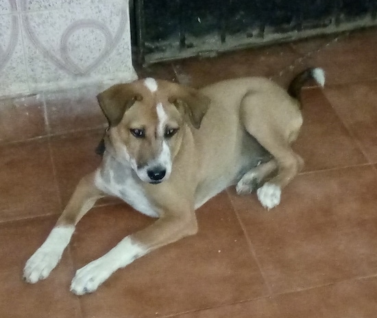 Front side view - A tan with white dog that has a black nose, black lips and dark eyes with small fold-over v-shaped ears laying down on a tiled floor. The dog is mostly tan with white on its paw tips, the front of its muzzle, the top of its head and its chest.