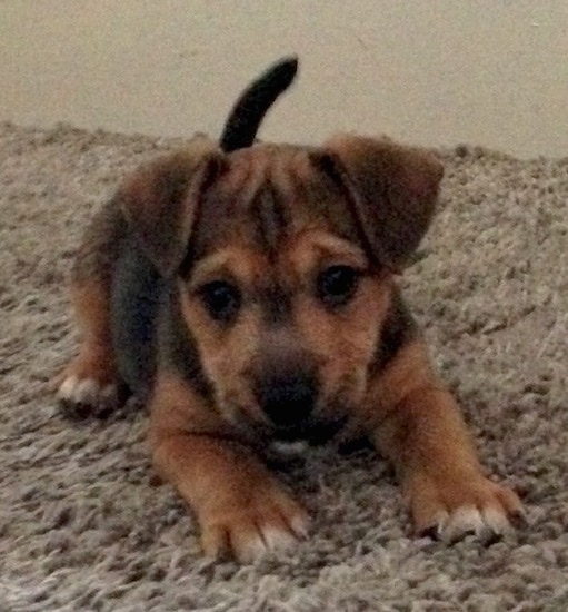 Front view - a playful looking puppy on a shaggy gray carpet with wrinkles on the top of its head and its tail up in the air. The dog has a little bit of white on the tips of its paws.